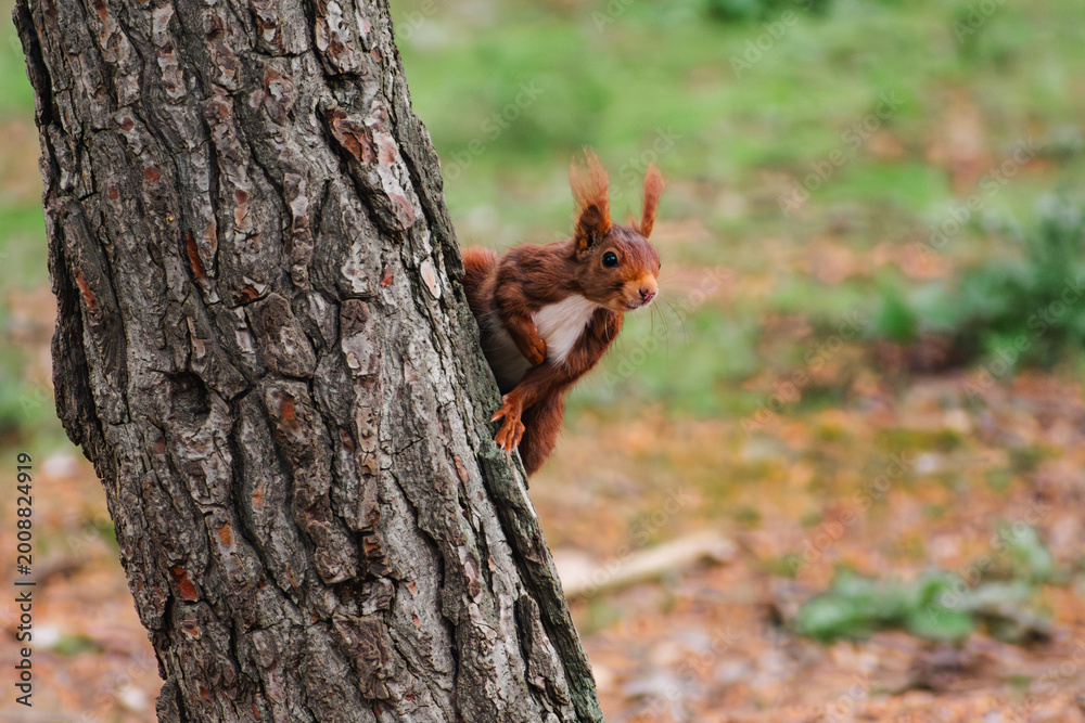 Obraz premium Squirrel peeking from behind a tree in a vibrant forest scene