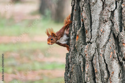 Squirrel peeks out from the trunk of a grand old tree in the forest