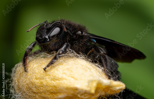 Black carpenter bee macro close-up on yellow surface with green background

Extreme macro of a black carpenter bee resting on a soft yellow surface, showing detailed texture of eyes, antennae and body