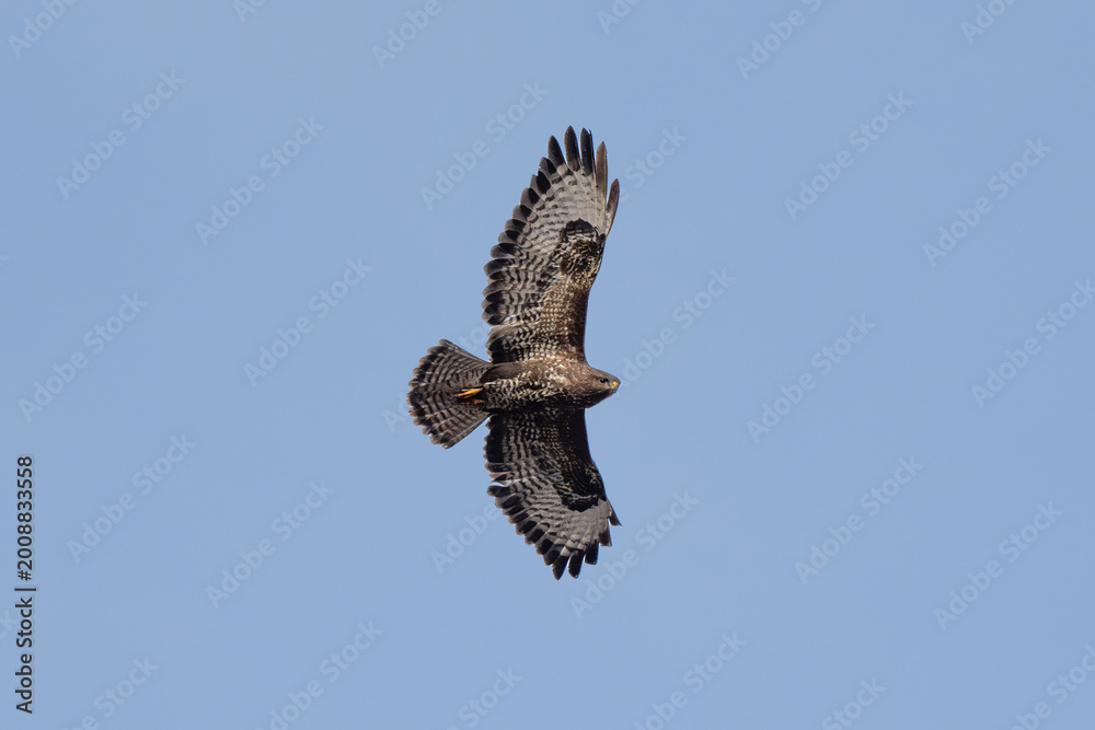 Fototapeta premium Common Buzzard Soaring