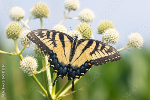 Bild auf Leinwand 03023-03410 Eastern Tiger Swallowtail (Papilio glaucus) on Rattlesnake Master (Eryngium yuccifolium) Marion Co