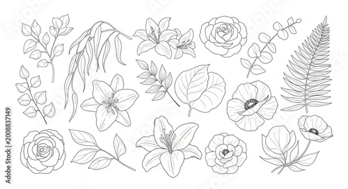 Collection of Hand Drawn Botanical Illustrations of Flowers and Leaves.