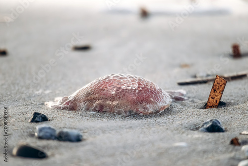 Foto Jellyfish washed ashore on Plage de l Almanarre with translucent body and tentac