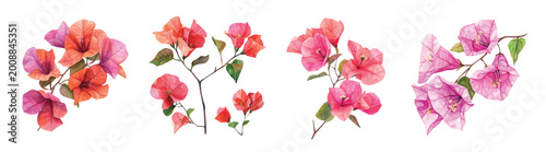 Tableau sur toile Bougainvillea flower, Minimal yet artistic elements for creative designs