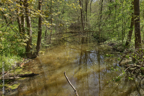 Sumpfige Wasserlachen mit grünen Wasserlinsen und Algen im naturbelassenen Auwald bei Frühlingssonne, Leipzig, Landkreis Leipzig, Sachsen, Deutschland