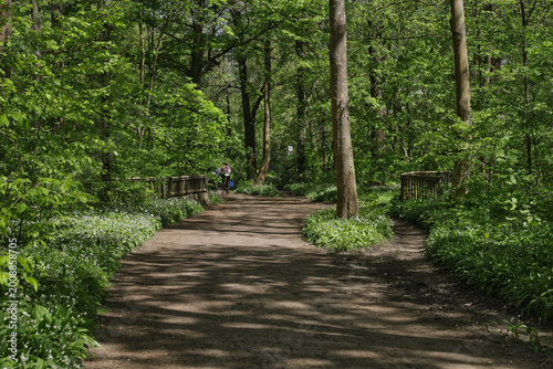 Idyllischer Waldweg durch den frühlingshaften Auwald mit frischem Bärlauchbewuchs und sonnigen Lichtspots, Reitweg Burgaue, Leipzig, Freistaat Sachsen, Deutschland