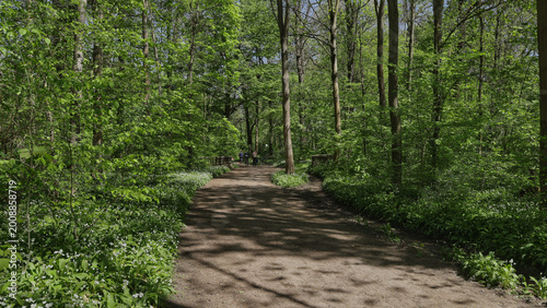 Idyllischer Waldweg durch den frühlingshaften Auwald mit frischem Bärlauchbewuchs und sonnigen Lichtspots, Reitweg Burgaue, Leipzig, Freistaat Sachsen, Deutschland