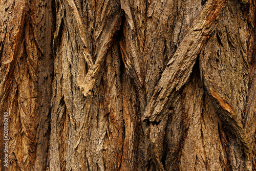 Fotografie Close-up view of rugged tree bark with deep grooves and layered structure