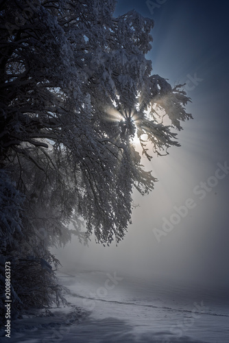 Schilderij op canvas Dramatic sunlight breaks through the winter fog, illuminating a snow-laden tree