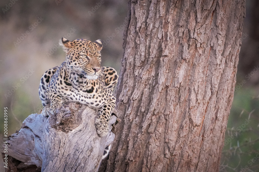 Obraz premium Leopardo en un árbol