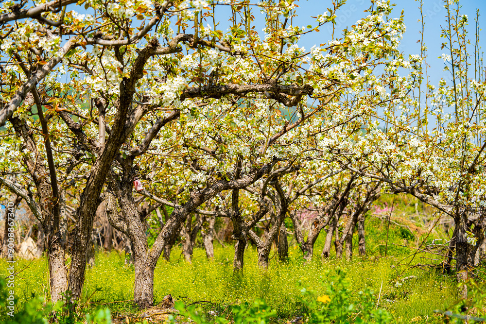 Fototapeta premium Bloosoms of the Nashi pear, Pyrus pyrifolia, in spring