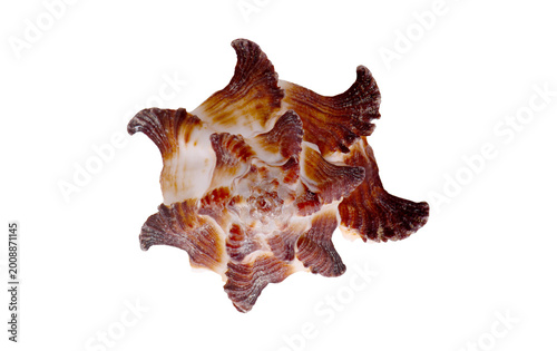 Spiny brown and white murex shell, Chicoreus, isolated on white background. Sharp fronds and rough texture. Ideal for nature, marine, and decorative collage design use.