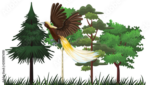 Foto Bird of Paradise Flying in Tropical Forest, Greater Bird-of-Paradise with Pine a