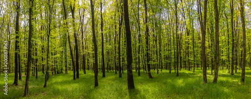 Panoramic perspective in a spring-lit forest, with vertical trunks and vibrant green tones. Spring panorama in a deciduous forest with an open canopy and a carpet of green grass
