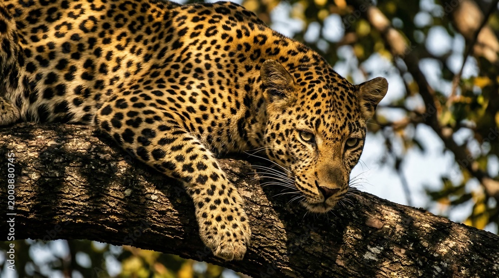Fototapeta premium Majestic African leopard resting on a tree branch looking down