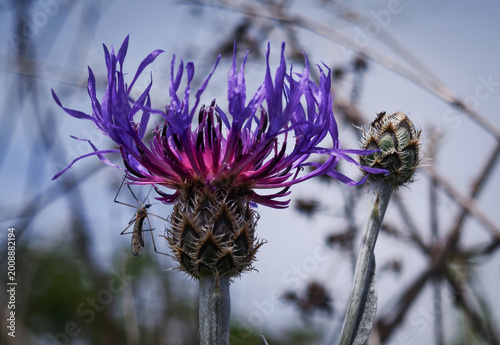 Canvastavla Close-up of an insect resting on a purple knapweed flower (Centaurea sp