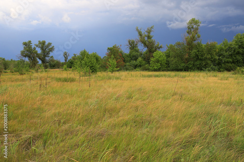 Vast meadow with tall grasses and scattered trees under a dramatic cloudy sky