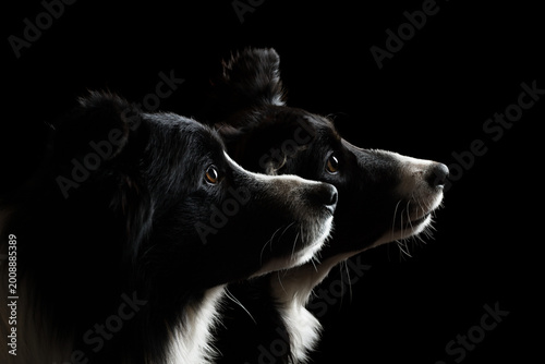 a group of two border collie dogs sitting profile head silhouette portrait from the side on a black background in the studio