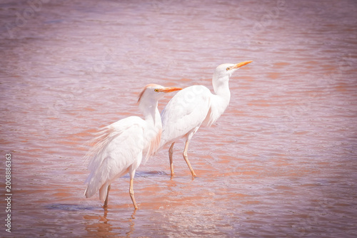 Tableau sur toile garcilla bueyera, garza bueyera, ​ garza ganadera, espulgabuey, ​ garza ganader