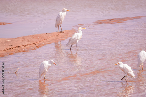 Cuadro en lienzo garcilla bueyera, garza bueyera, ​ garza ganadera, espulgabuey, ​ garza ganader