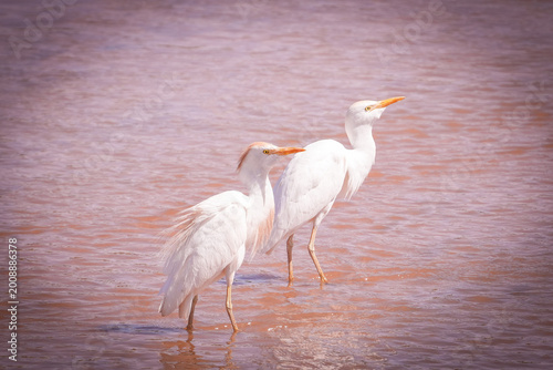 Tableau sur toile garcilla bueyera, garza bueyera, ​ garza ganadera, espulgabuey, ​ garza ganader