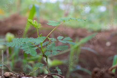 фотографія Green Palmate Cassava Leaves with Red Veins