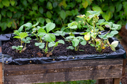 Strawberry plants