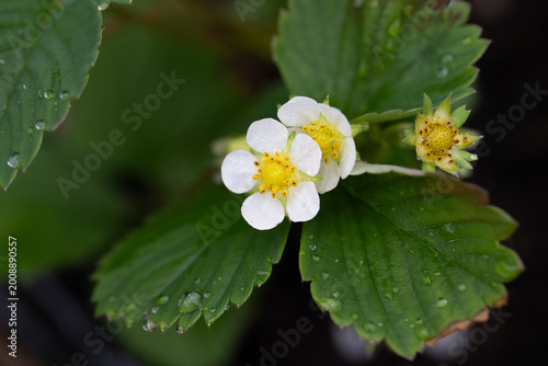 Strawberry plantsand flowers