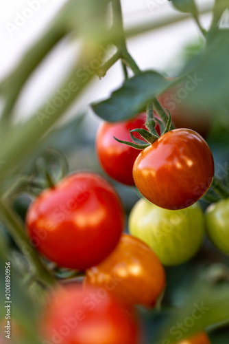 Ripe and unripe tomatoes growing on a vine