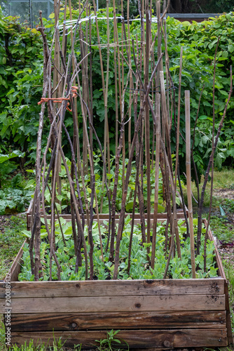 Peas growing and pea sticks