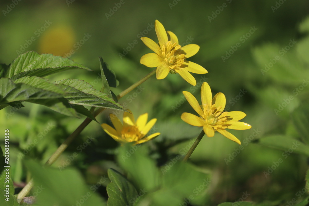 Obraz premium Lesser celandine (Ficaria verna) yellow flowers blooming with glossy petals, close-up of wild spring ephemeral plants in a forest with green foliage