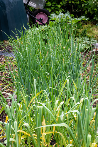 Garic growing in May