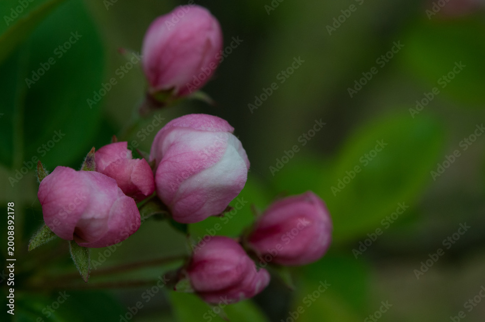 Fototapeta premium Wild Sweet Crabapple blossoms emerging