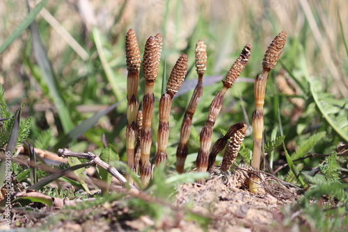 Fertile pale brown stems of common horsetail (Equisetum arvense) with spore-bearing cones (strobili), close-up in a spring field under natural light