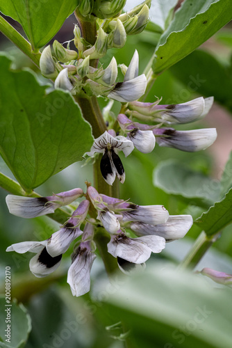 Broard bean flower.