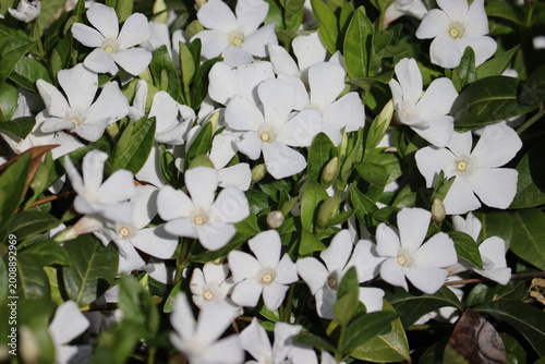 Foto White lesser periwinkle (Vinca minor cv