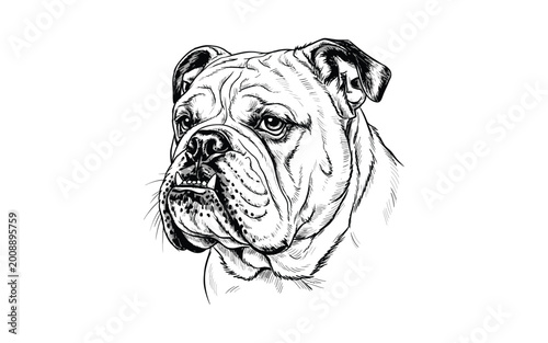 Canvastavla Black and white portrait of an english bulldog dog, head and shoulders illustration, isolated on a white background, clean lines vector art