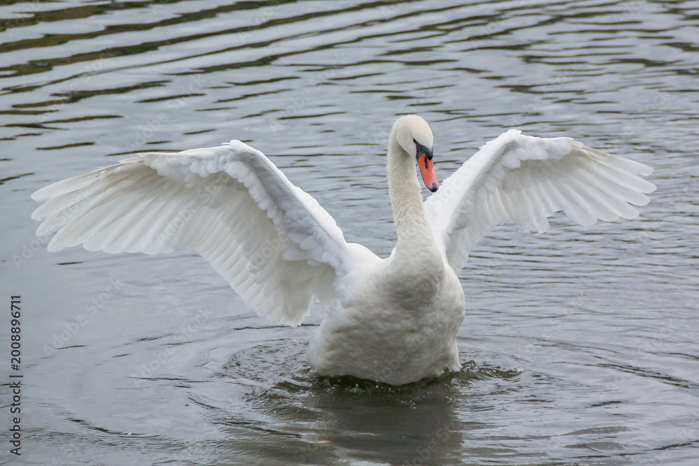 Fototapeta premium A swan flapping it's wings in Serpentine Lake in London, England. 