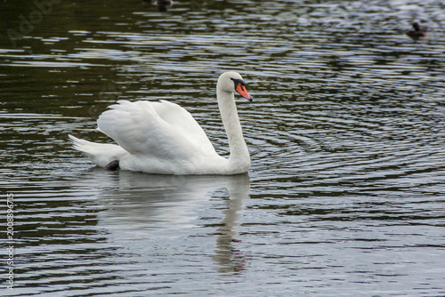 Vászonkép A swan swimming in Serpentine Lake in London, England.