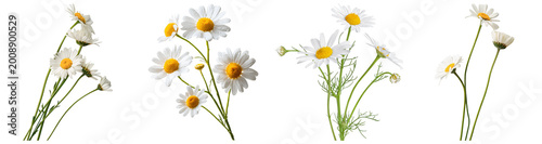 Tableau sur toile Fresh and vibrant white daisy flowers with bright yellow centers in various arrangements