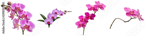 Quadro su tela Vibrant pink orchid flowers and buds, a beautiful photograph, perfect for floral, beauty