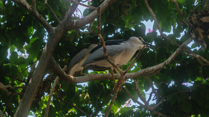 Exotic Birds Photos In Summer Season From Mumbai Zoo India