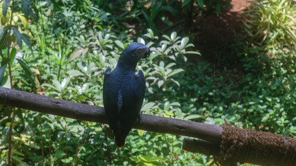 Exotic Birds Photos In Summer Season From Mumbai Zoo India