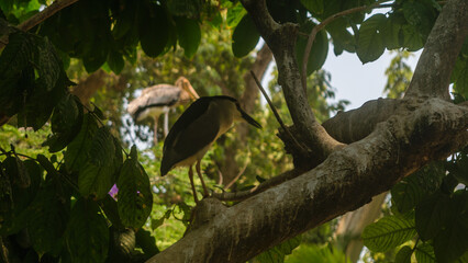 Exotic Birds Photos In Summer Season From Mumbai Zoo India