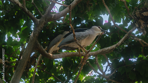 Photography Exotic Birds Photos In Summer Season From Mumbai Zoo India