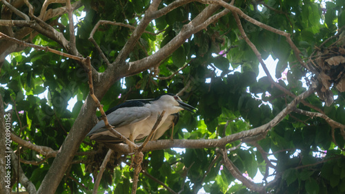 Canvas Print Exotic Birds Photos In Summer Season From Mumbai Zoo India