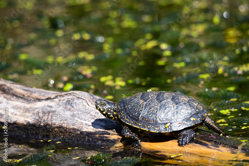 European pond turtle