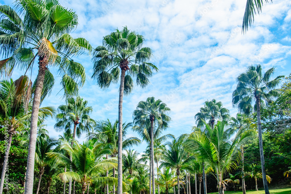 Obraz premium Lush green palm trees in a tropical landscape