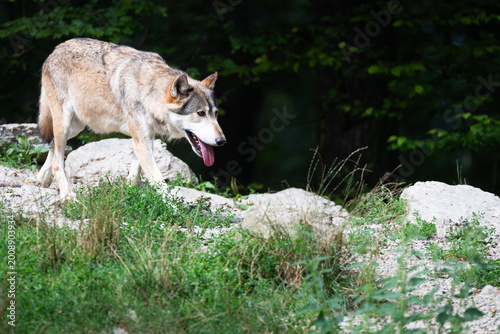 Obraz na plátně eastern timber wolf