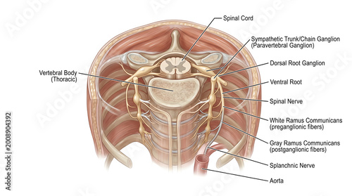 Transverse thoracic spinal segment illustration showing spinal cord, dorsal root ganglia, ventral roots, spinal nerves, white and gray rami communicantes and sympathetic trunk ganglia positioned besid
